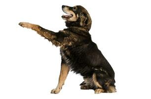 Medium sized brown and black rescue dog isolate on a white background giving his paw photo