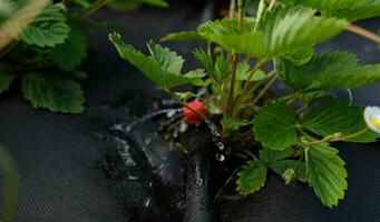 Drip irrigation. Close up view of irrigation system in a raised bed. Strawberry bushes sprout from the litter against drip irrigation. photo