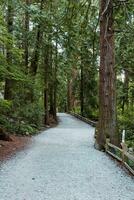 Footpath in Canadian forest photo