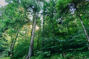 Sun shining through the trees in a feep forest photo