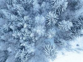 Aerial. Trees and snow in a winter forest. Nature background top view from drone photo