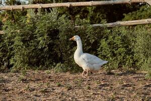 White Goose enjoying for walking in garden. Domestic goose. Goose farm. Home goose. photo