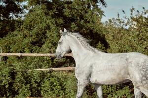 Beautiful, quiet, white horse waits in paddock photo