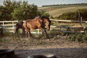 Horse running in the paddock on the sand in summer photo