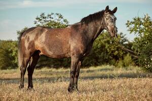 Portrait of bay horse in summer on the field photo