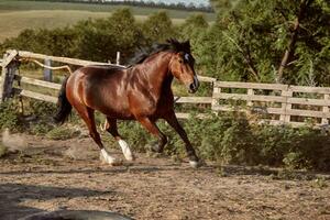 Horse running in the paddock on the sand in summer photo