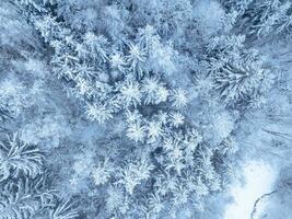 Aerial. Trees and snow in a winter forest. Nature background top view from drone photo
