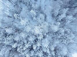 Aerial. Trees and snow in a winter forest. Nature background top view from drone photo