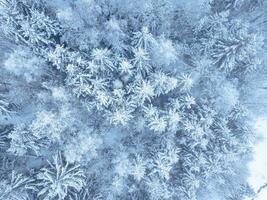 Aerial. Trees and snow in a winter forest. Nature background top view from drone photo