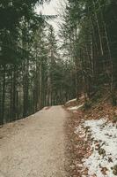 Forest road in winter with snow on the side and yellow leaves from the trees photo