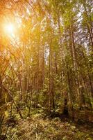 Birch trees with long shadows in summer photo