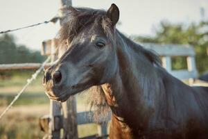Beautiful brown horse, close-up of muzzle, cute look, mane, background of running field, corral, trees photo