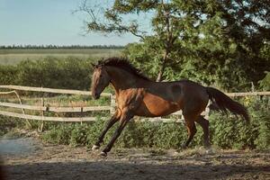 Horse running in the paddock on the sand in summer photo