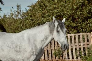 hermosa gris caballo en blanco manzana, de cerca de bozal, linda mirar, melena, antecedentes de corriendo campo, corral, arboles foto