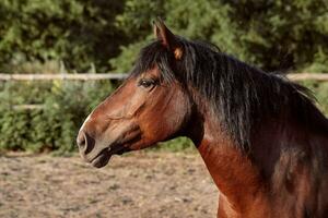 Beautiful brown horse, close-up of muzzle, cute look, mane, background of running field, corral, trees photo