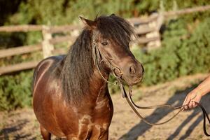 Beautiful brown pony, close-up of muzzle, cute look, mane, background of running field, corral, trees photo