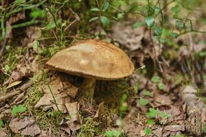 Close-up view of mushroom on the ground in the forest, purposely blurred photo