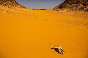 Landscape of sahara desert in Egypt. Conceptual for freedom, enjoying the journey. photo