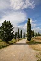 Famous Tuscany landscape with curved road and cypress, Italy, Europe. Rural farm, cypress trees, green field, sunlight and cloud. photo