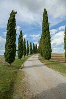 Famous Tuscany landscape with curved road and cypress, Italy, Europe. Rural farm, cypress trees, green field, sunlight and cloud. photo