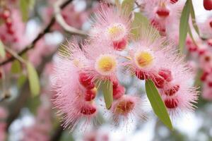 hermosa goma árbol rosado flores y brotes ai generado foto