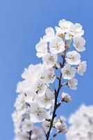 Cherry Blossom Against Clear Blue Sky.AI Generated. photo