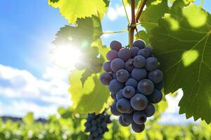 Closeup Of Grapes Growing In Vineyard. AI Generated photo