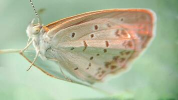 un mariposas encaramado en hojas foto