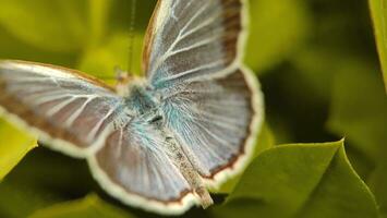 un mariposas encaramado en hojas foto