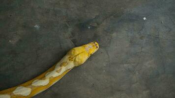 Albino pythons are white and yellow photo
