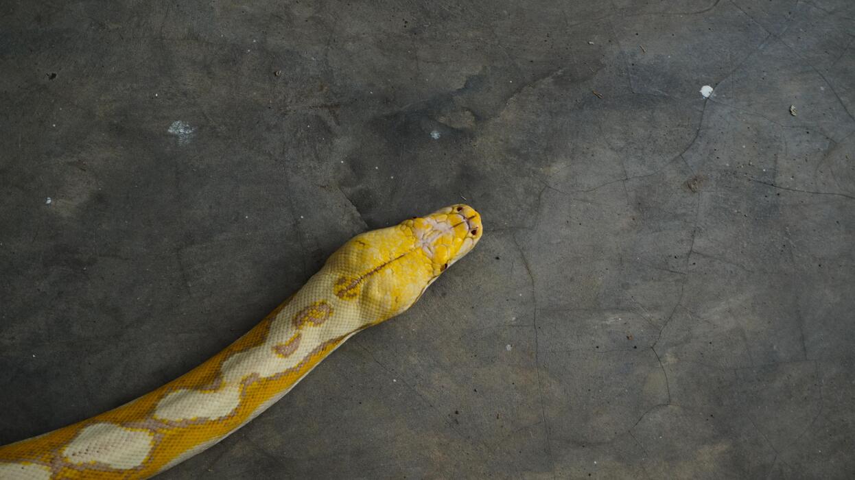 Python Pattern Stock Photos, Images and Backgrounds for Free Download