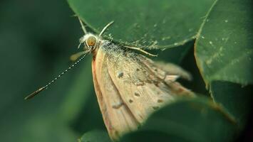 a Butterflies perched on leaves photo