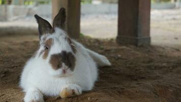 Rabbits are white with brown around their eyes photo