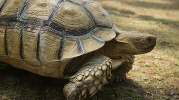 A large brown turtle walks on the ground photo