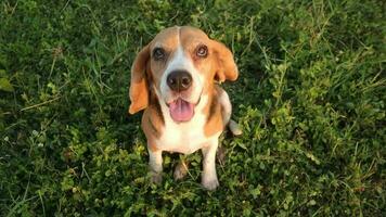 A  tri-color beagle dog sitting on the green grass  out door in the field.   and looking at the camera on top video