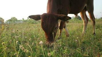 un oscuro marrón vaca es comiendo césped en el prado. video