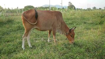 une lumière marron vache est en mangeant herbe dans le prairie. video