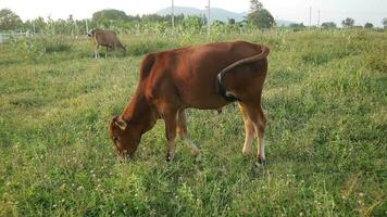 un' buio Marrone mucca è mangiare erba nel il prato. video