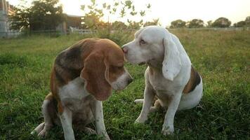 A cute tri-color beagle dog and a white fur are sitting and play,dog the behavior, on the green grass in the meadow. video