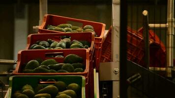 Avocados boxes overturning close up video