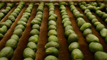 Avocados rollen Verpackung Linie video