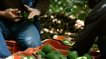 Hands of farmer cutting peduncle avocado to avocado just harvested video