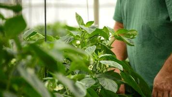 Farmer hands revising leaves of plant in greenhouse video