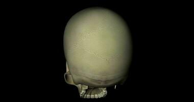 Animation of skull cranium without manible bone of a human skeleton in rotation on black background in 4K format video