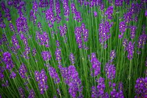 Blooming purple lavender. Lavender field. Nature wallpaper photo
