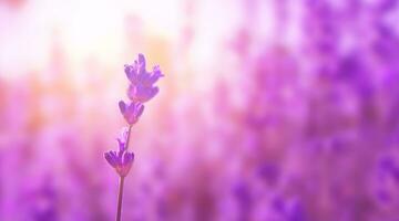 Lavender flower on the field. Floral background photo