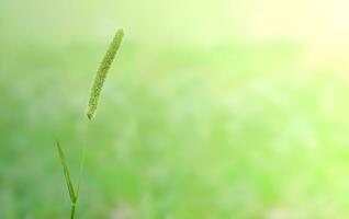 Green blade of grass on a green background. Natural wallpaper. photo