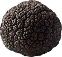 AI generated black edible winter truffle png