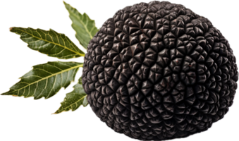 ai généré noir comestible hiver truffe png