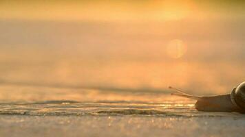 caracol arrastrando sus cáscara en el pista a puesta de sol video